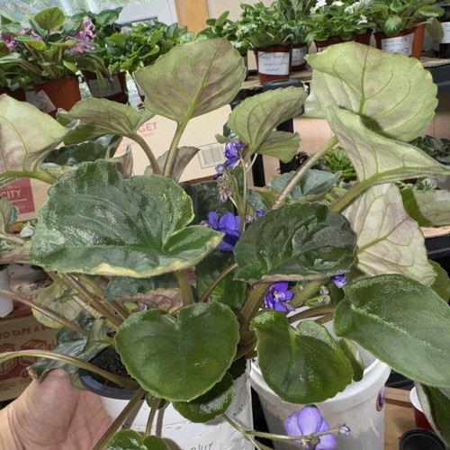 african-violet-tinaris-royal-blue-standard-trailer-2-inch-plant-in-a-3