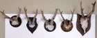 5 deer horns on trophy board for crafts and decorating