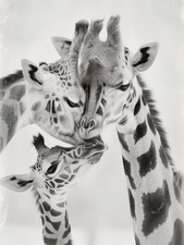 Mama and Baby Giraffe Vintage Wildlife Wall Art for Home Decor A1-A4 Poster Art