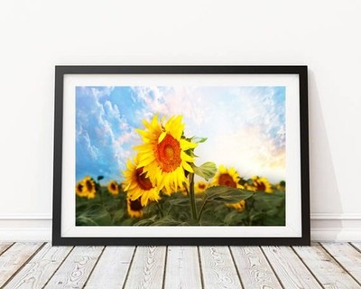 Sunflower Field  Flower Wall Art, Bathroom Bedroom Photography Print