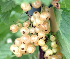 2 -  PRIMUS WHITE Currant - Healthy Live Plants - Ready for Fall Planting