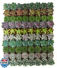 Shop Succulents Rosette Succulent Plant Pack Collection - Live Mi