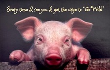 Funny HAPPY BIRTHDAY Card, "Go Wild" Cute Pig   Gallant Greetings  Envelope