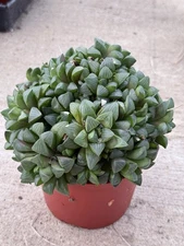 Haworthia Retusa Succulent Cluster Busting 6” Pot!