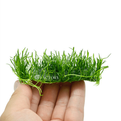 Micro Sword Tissue Culture Vitro Foreground Carpet APF Aquarium Plants Factory