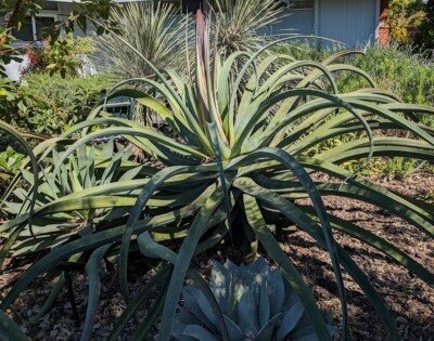 Lot of 5 ROOTED Octopus Agave AGAVE VILMORINIANA 8-9" tall | eBay