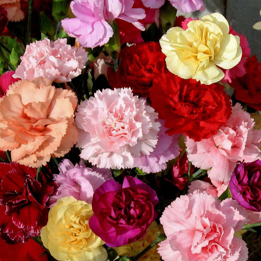 CARNATION  - DWARF VIENNA - DIANTHUS CARYOPHYLLUS - 500 SEEDS PERENNIAL FLOWER
