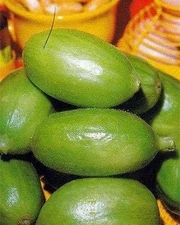 Carosello Barese Cucumber Seeds (25+ Seeds)