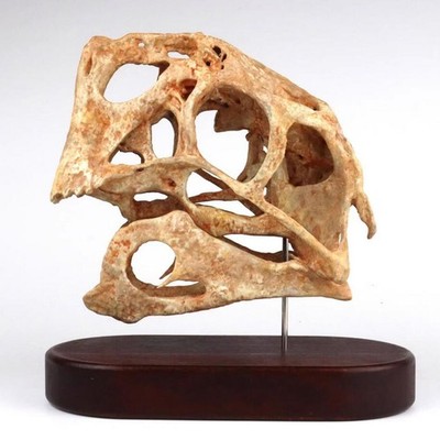 Oviraptor philoceratops Skull Dinosaur Statue Head Model Animal