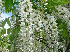 1 PIANTA DI GLICINE BIANCO WISTERIA FLORIBUNDA ALBA IN VASO 16CM