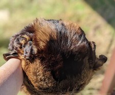 Vintage Brown Fox Fur Muff with Signs of Wear