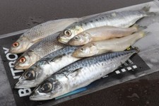 Baitbox PikePack Bargain FreeNxtDay DryIce Quality Frozen x5bundle