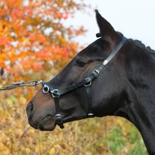 Kieffer Perfect Lunging Cavesson - BROWN - One Size