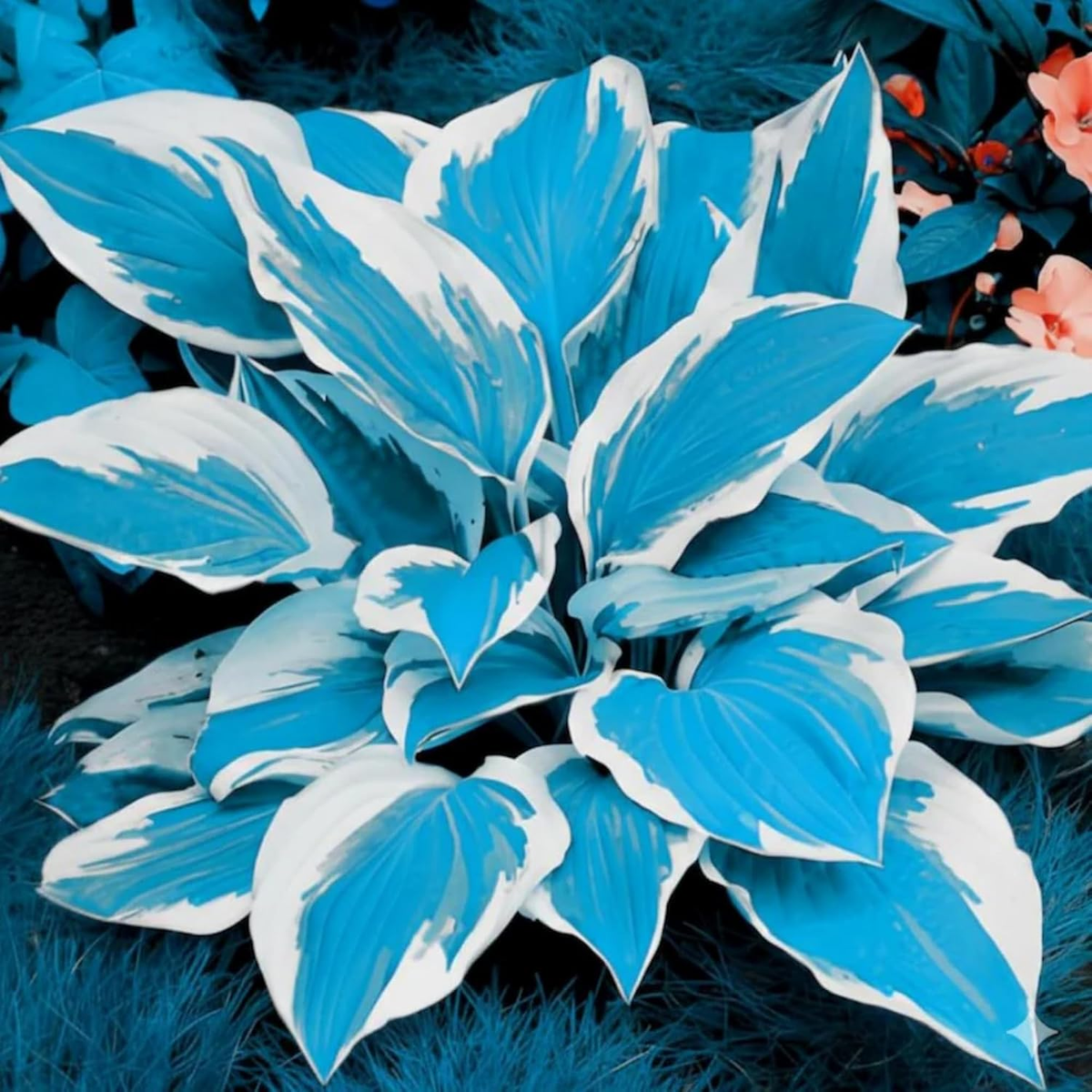 400+ Perennial Rare Hosta Seeds Heart-Shaped Hosta Bare Roots