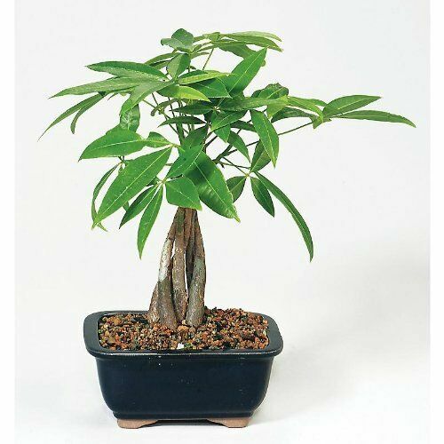 15 Radermachera sinica Tree Seeds CHINA DOLL - Exotic Indoor Potted Bonsai  Plant | eBay