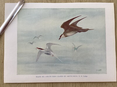 ARKTISCHE SEESCHWALBE GEJAGT VON ARCTIC SKUA, Vögel, Farbdruck