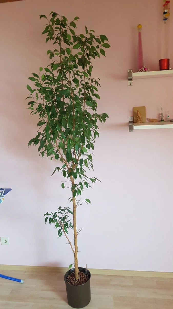 Set Di 3 Ficus Benjamini – Danielle, Anastasia, Twilight – Piante Da Interno In Vaso 17 Cm, Altezza 60-70 Cm - 3
