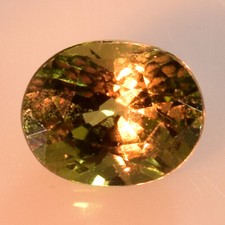  on The Hot Collector