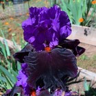 Tall Bearded Iris Rhizome "Dark Icon" Frederick Kerr 2014 Award Winner!