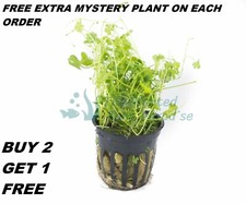 Hydrocotyle tripartita "Japan" in Vitro - Live Aquarium Plants Dwarf Pennywort