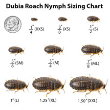 Dubia Roaches 1" local pick/delivery with Live Arrival Guaranteed