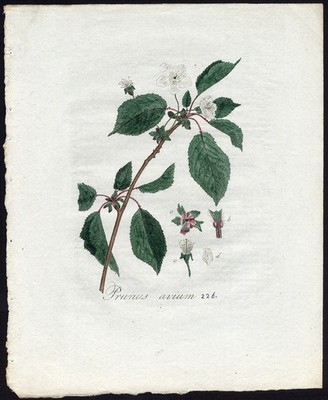 Antiker Druck - PRUNUS AVIUM - WILDKIRSCHE - Sepp - Flora Batava - 1800