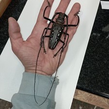 Batocera for collectors | rare Batocera longhorns