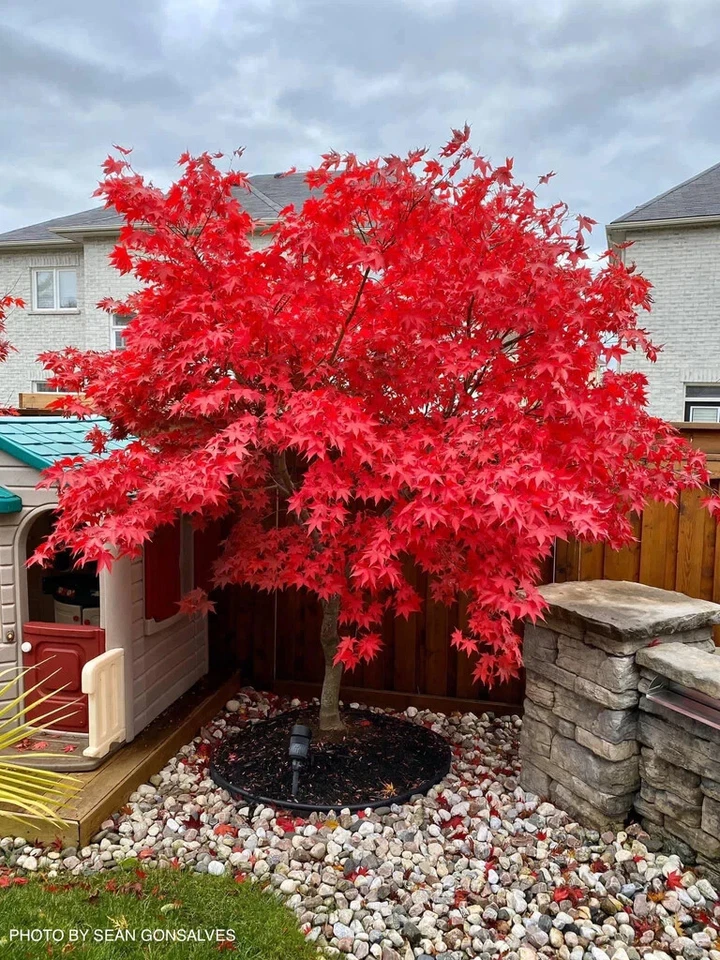 Acer Tree Osakazuki Japanese Maple Autumn Red 3L Pot 60cm Delivered to your door - Image 3 of 4