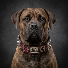 Custom 2" Wide Personalized Italian Leather Studded Dog Collar