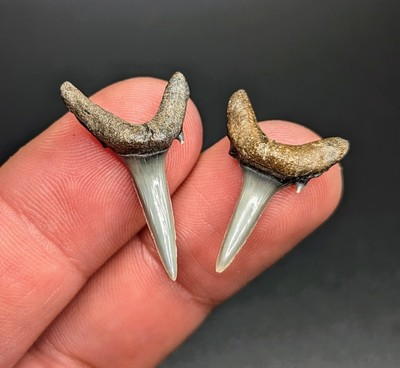 #ad #ad Stunning Pair Of Sand Tiger Shark Teeth Venice Florida $19.80