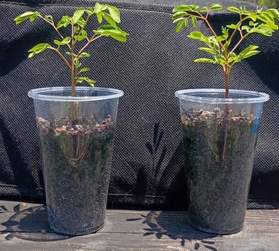 TwO MORINGA Starter ''Miracle'' Trees 6'' 12'' FastGrowing Organic NON-GMO FREESHIP