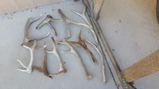 10 pieces ELK ANTLERS knife handles taxidermy deer mule whitetail sheds dog chew