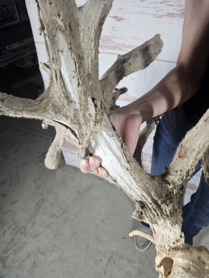 Huge Farm Whitetail Deer Antler Rack Horn Skull European Mount Man Cave 385" eBay