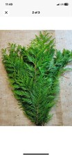 Christmas Cedar Boughs