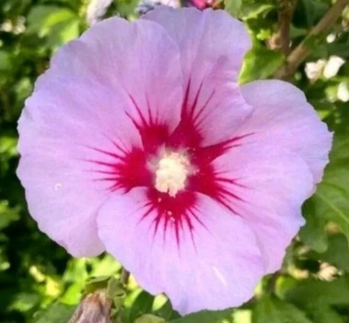 Hibiskus rosa winterhart Ableger Jungpflanze Strauch Gartenhibiskus