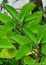 10. Jamaica Leaf of Life Fresh Loose Leaf Cuttings Kalanchoe pinnata Cathedral 