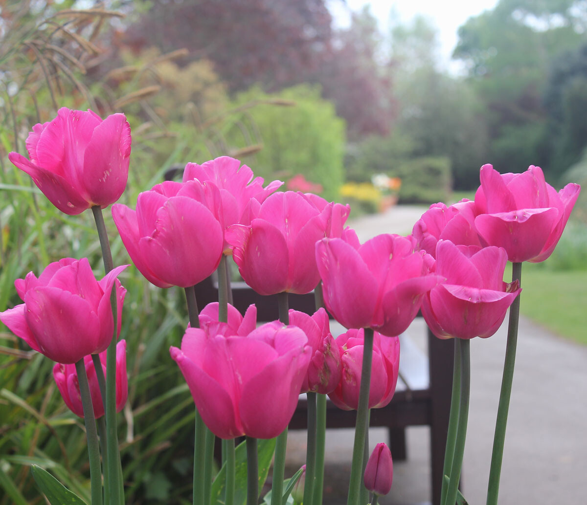 1250 BARCELONA TRIUMPH TULIP BULBS MAGENTA/PINK HARDY GARDEN SPRING