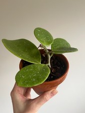 Hoya Obovata Splash, Rooted Plant, Hoya Houseplant, Bare Root