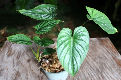 Philodendron mamei Plant in 5" Pot 8" Tall 12" Wide