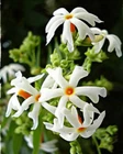 Nyctanthes arbor-tristis, Night Blooming Jasmine, Parijat, Tree of Sorrow