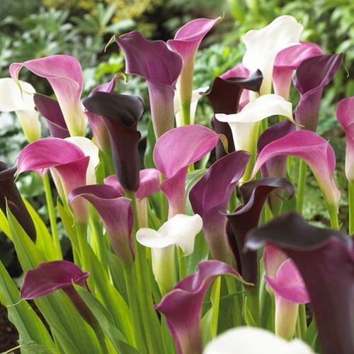 Mixed Colour Calla Lily Bulb Corm Lilies Perennial Gardening Summer