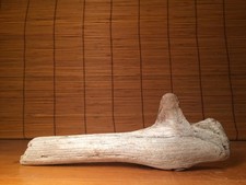 9" DRIFTWOOD Art Terrarium Succulent Air Plant Taxidermy Beach Macram  DECOR