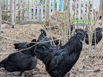 6 Pure Ayam Cemani Indonesia Fresh Fertilized Chick Hatching Black Chicken Eggs