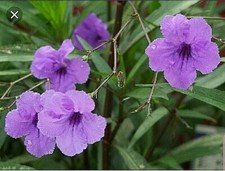 MEXICAN PETUNIA 10 Cuttings, Perennial, Attracts Butterflies, Hummingbirds 