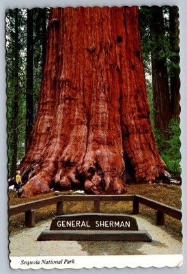 Postcard 1980s General Sherman Tree Sequoia Natl Park CA Largest Living Thing