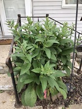 12 (1/2" to 1" Long) Comfrey (bocking 14) Root Cuttings