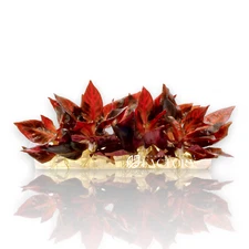 Alternanthera Rosanervig Mini Tissue Culture | Aquarium Plants Factory®