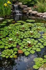Trapa natans Wassernuss - Schwimmpflanzen Wasserpflanze Teichpflanzen Garten Koi