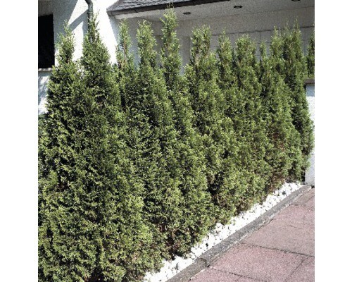 thuja officinalis Herb Pharm Thuja main image 1