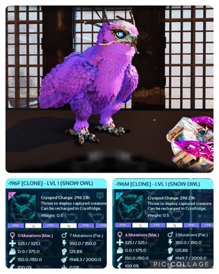 ark survival ascended pve SOLID ID196 LEVEL 1 SNOW OWL CLONES